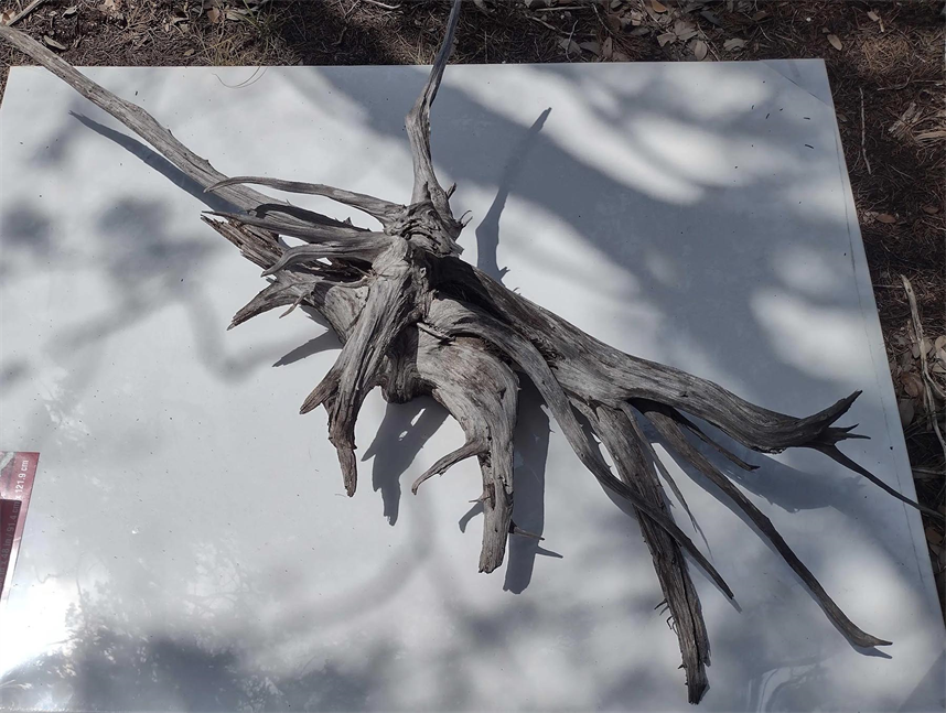 Old Tree Root For Sale
Click To Buy.